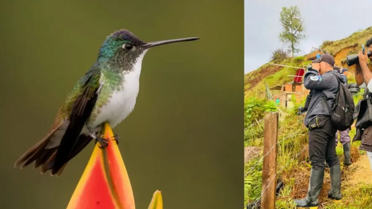 Colombia, a paradise of wings and colors: the country is positioned as a world leader in birdwatching.