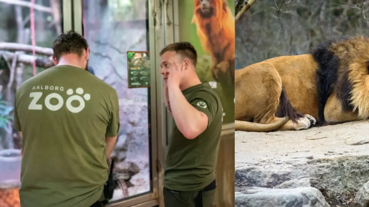 Indignazione per lo zoo danese che chiede donazioni di animali domestici per nutrire gli animali in modo "più naturale"