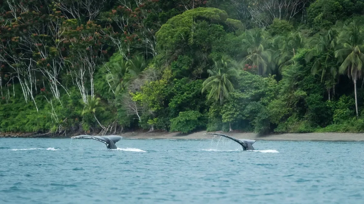 Planning to go whale watching in the Colombian Pacific? Report reveals average prices to Bahía Solano decreased by 15%.