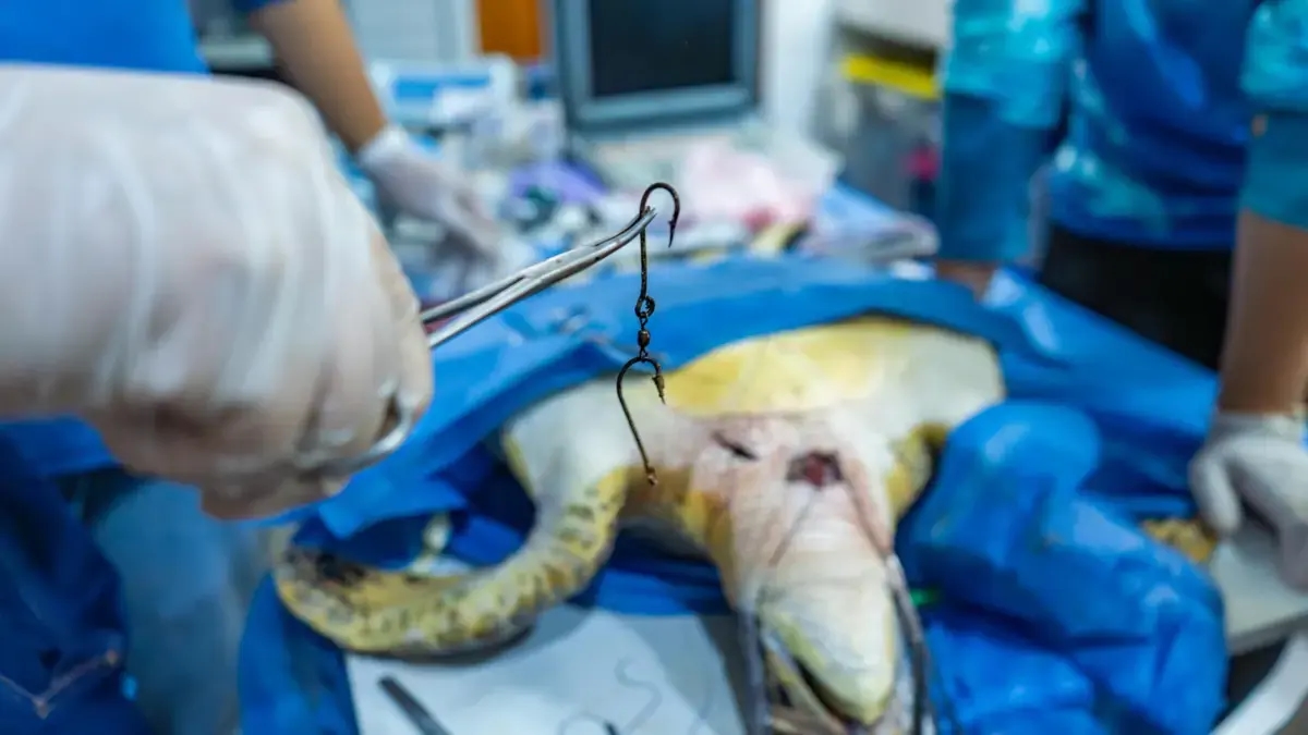 En Santa Marta, una joven tortuga verde que había ingerido dos anzuelos fue atendida y operada con éxito por expertos que salvaron su vida