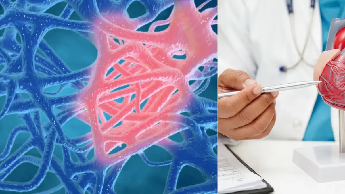 Scientists discover a gene that could repair the heart after a heart attack and regenerate tissue: 'New strategies to renew damaged organs'