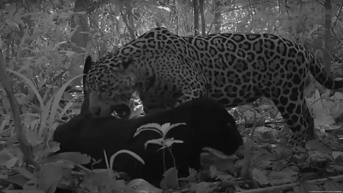 Black jaguar mating captured for the first time in the Amazon rainforest