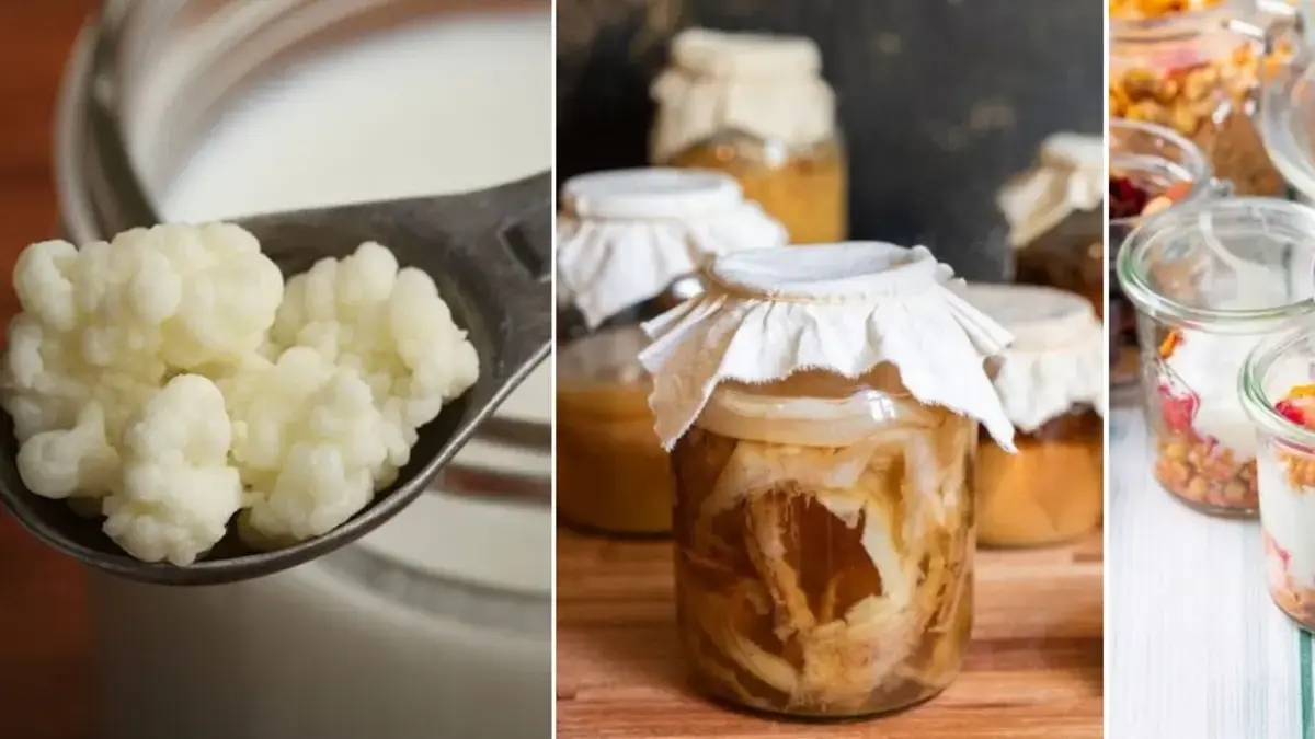 Kefir, kombucha o yogurt: differenze, benefici, proprietà e momento migliore per consumarli