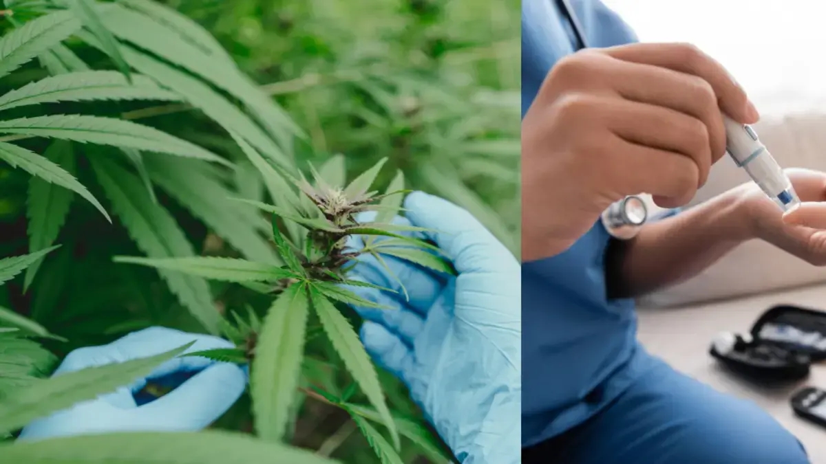 L'uso di cannabis aumenta il rischio di diabete? Ecco cosa dicono le ultime scoperte scientifiche.