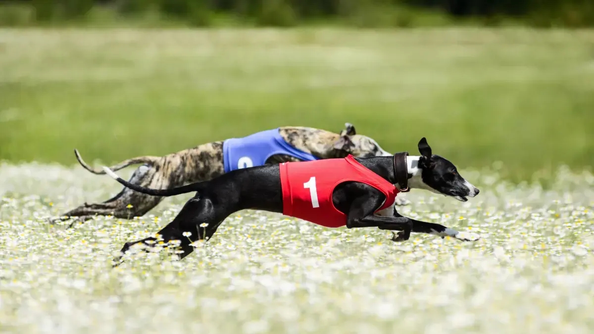 El atletismo canino no es apto para todos los perros: recomendaciones que debe tener en cuenta