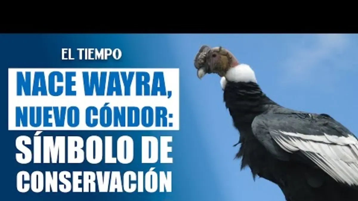 Wayra, il nuovo condor andino in Colombia e sorella di Rafiki, è nato; un terzo uovo è in cova.