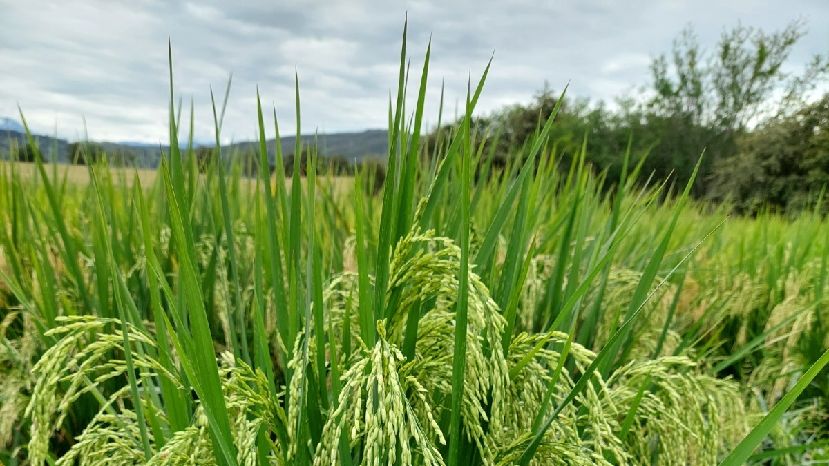 Scientists in the Cauca Valley develop a new, more resistant variety of rice.