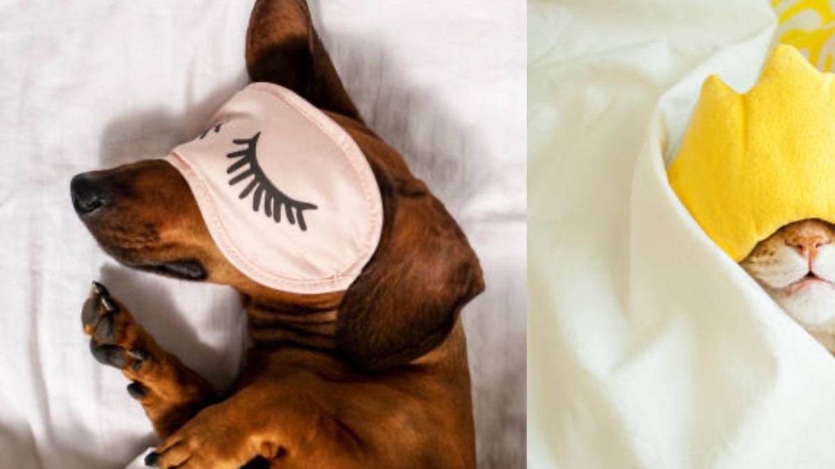 Dormir con su perro o gato tiene implicaciones en su salud, según veterinario
