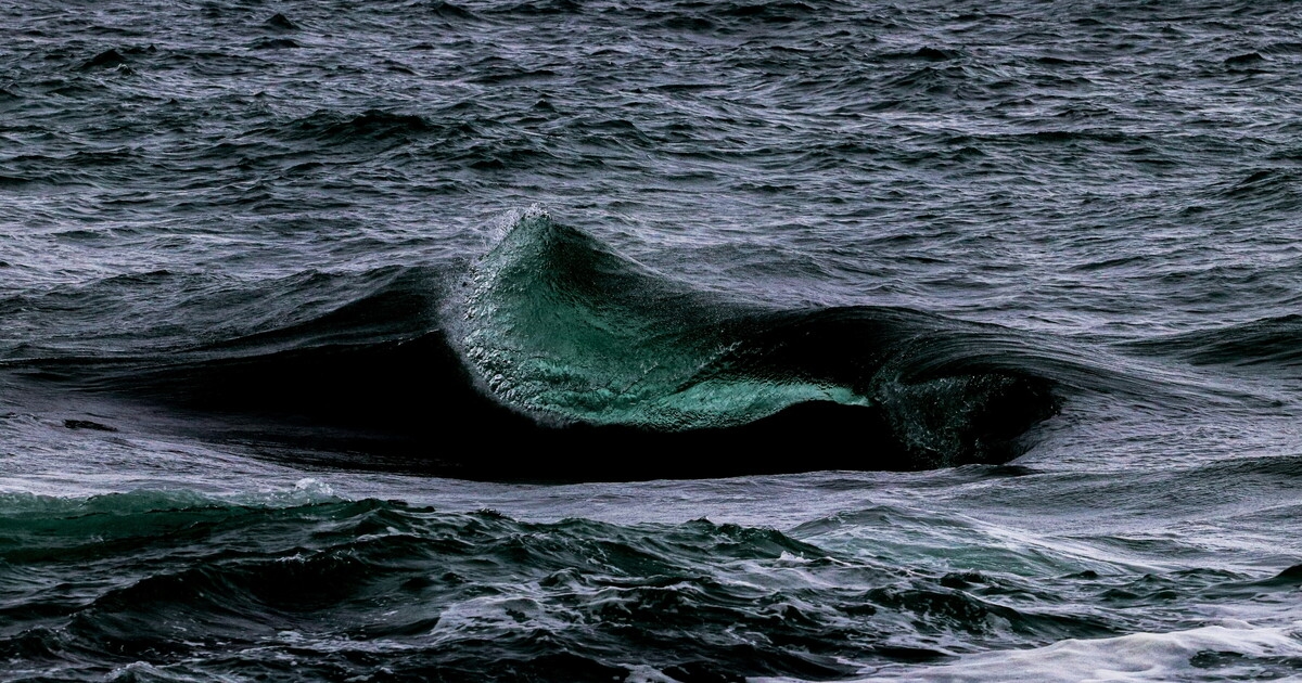Hoare's Whale, or the Monstrosity Hidden Among the Ocean's Dangers