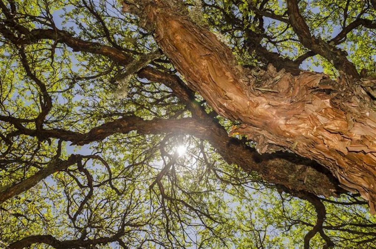 International Tree Day: The crucial role of Andean forests for water and climate