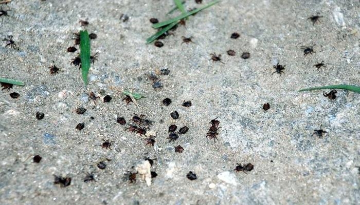 The Ministry warned: 'Monitor yourself for 2 weeks': It can lead to loss of life