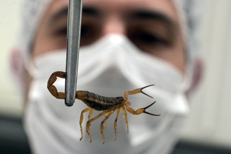 Scopri come proteggere la tua casa dagli scorpioni