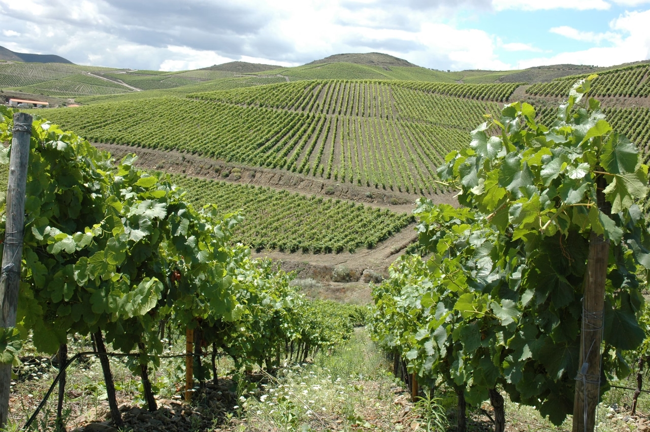 Festival del Vino del Duero Superior en ExpoCôa