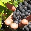Voordat er voor een speciale gelegenheid champagne uit de fles komt, moet er eerst een druivenoogst plaatsvinden.