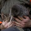 Киви — национальная птица Новой Зеландии.