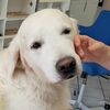 En la cuenca del Ruhr, un perro de terapia ayuda a los pacientes de Parkinson.