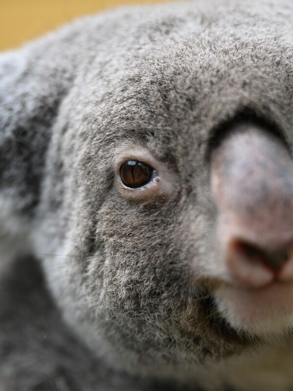 Nach verheerenden Buschfeuern und Lebensraumverlust setzt Australien auf Schutz: Ein riesiger Nationalpark soll Tausenden Koalas eine Zukunft bieten.