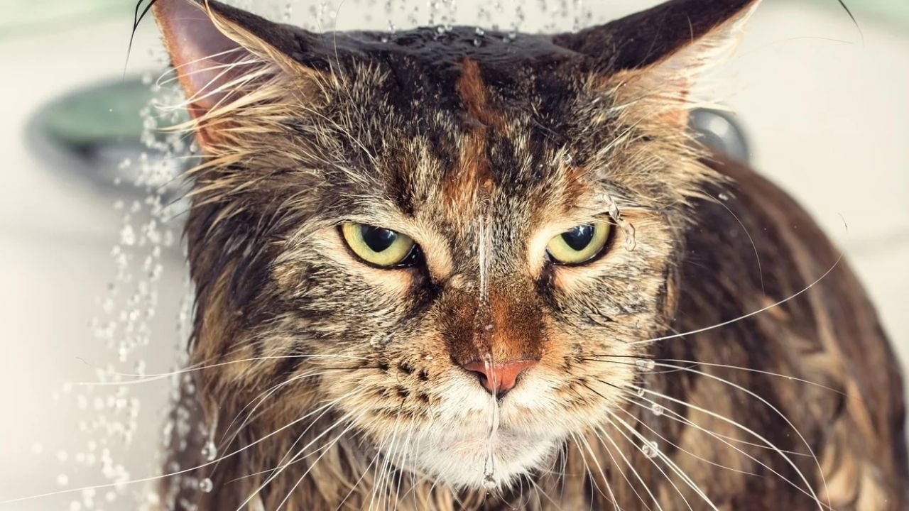 Pourquoi les chats détestent-ils l’eau ?