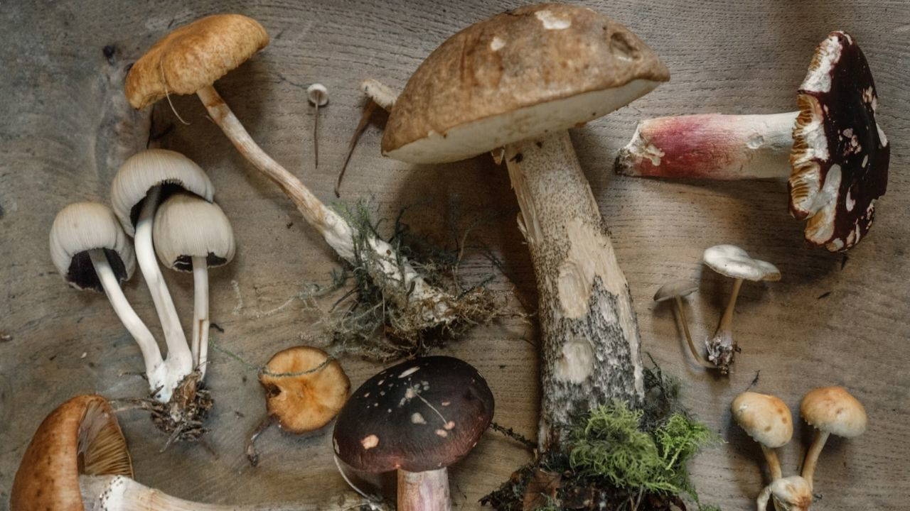 Действительно ли новомодные грибы полезны?