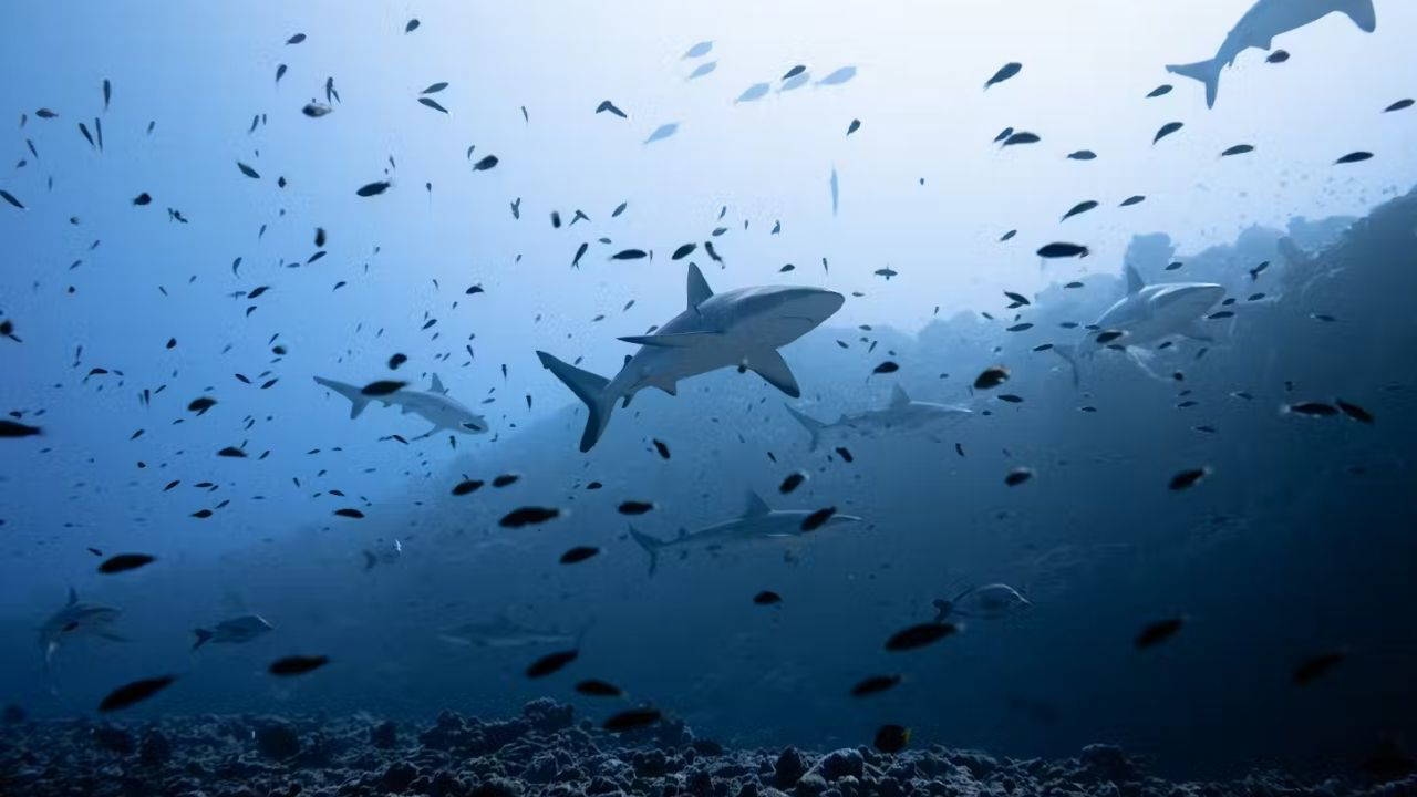 Les requins gèlent quand on les retourne