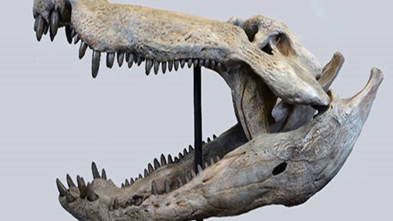 Se descubrió un cocodrilo alimentándose de dinosaurios