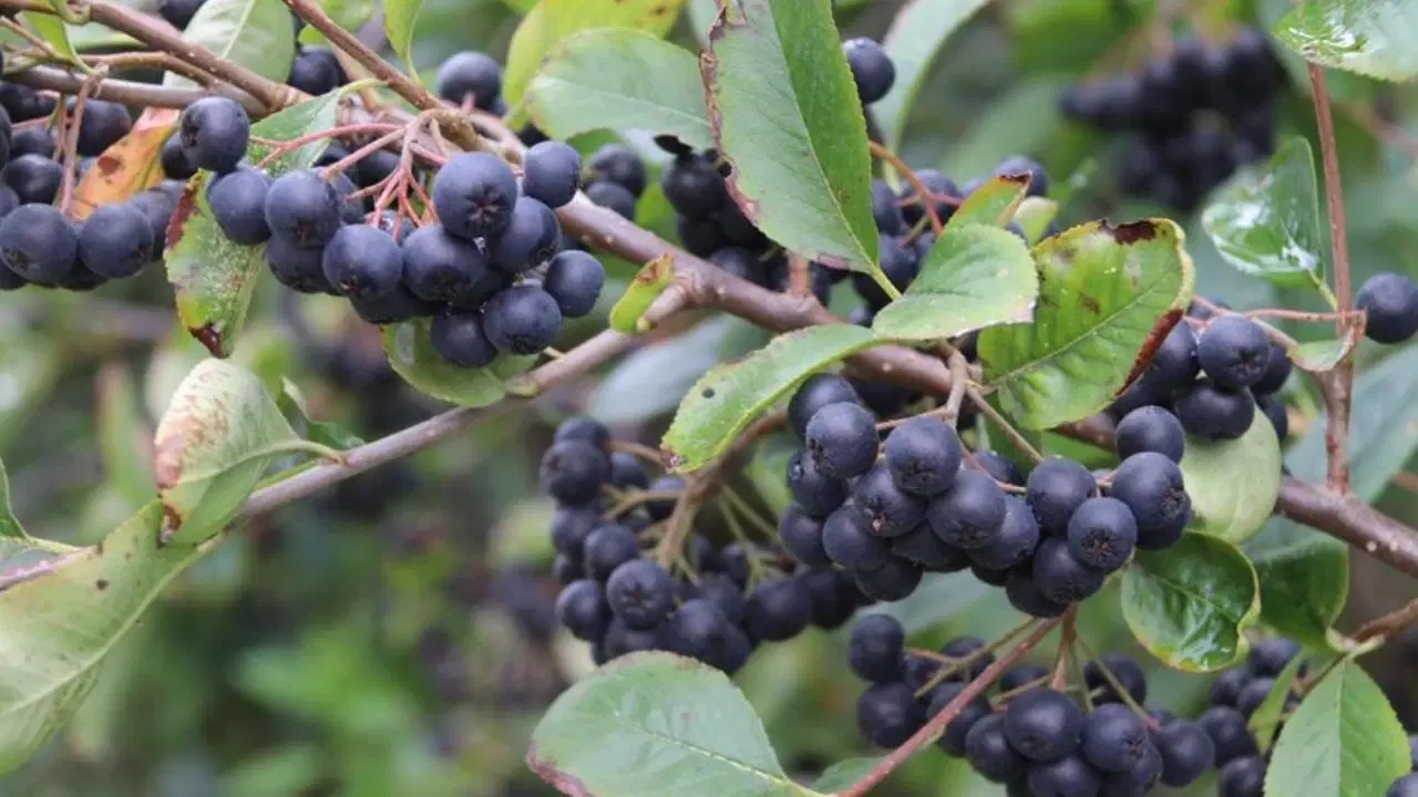 È stato determinato che l'Aronia bilancia lo zucchero nel sangue