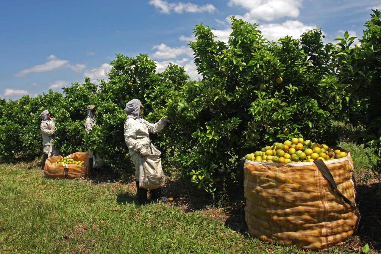 Les tarifs douaniers de Trump menacent de ruiner les producteurs brésiliens de jus d'orange
