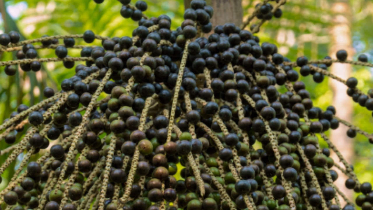 Miljoenen dollars kostende açaí-exportmarkt stagneert na Trumps tariefverhoging