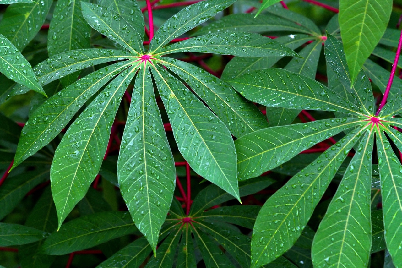 Do desperdício ao lucro: sobras da mandioca derrubam custo da alimentação bovina