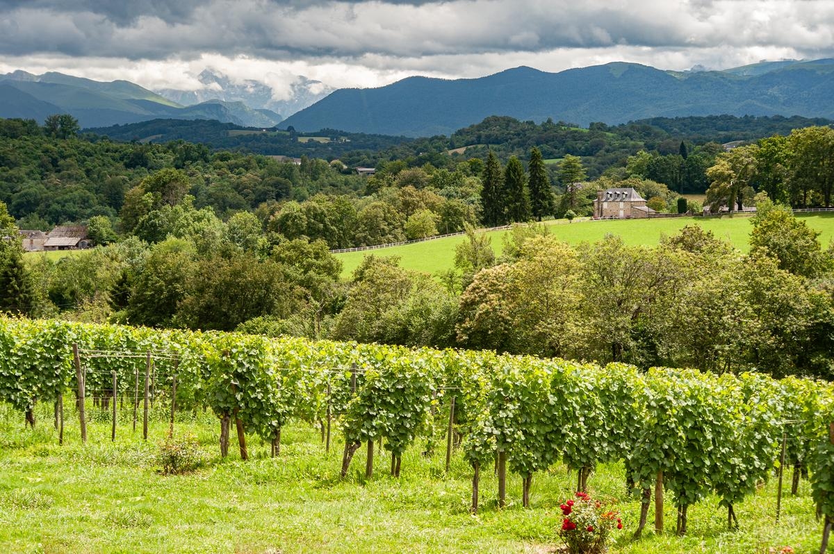 Vacaciones en Béarn: ¿dónde degustar el Jurançon, un vino de una tierra bendecida por los dioses?