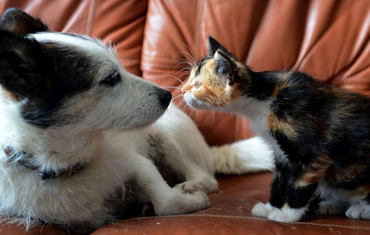Tierschutz: Wie Europa angesichts des zunehmenden Menschenhandels die Hunde- und Katzenzucht regulieren will