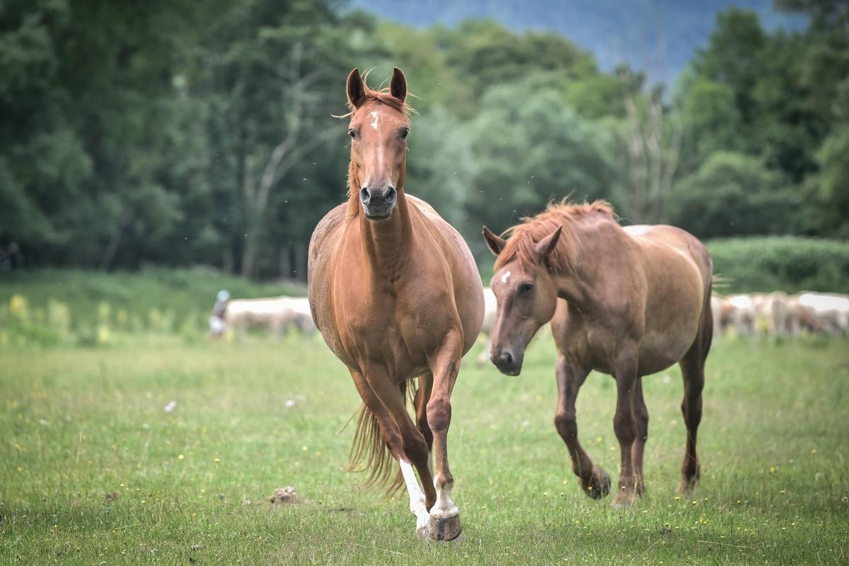 Horses mutilated in Normandy: one animal killed and several injured in a new series of attacks, what we know