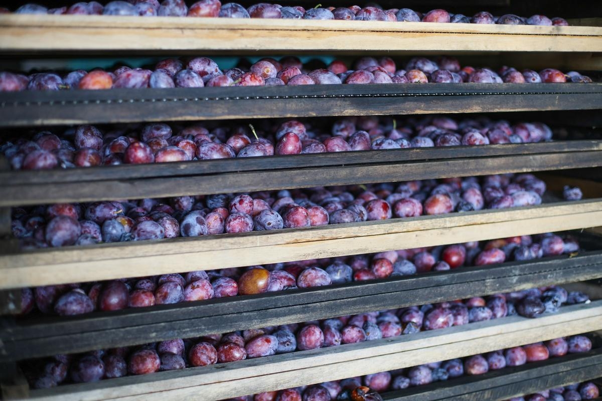 Zbiory śliwek: pogoda wpłynęła na wielkość produkcji