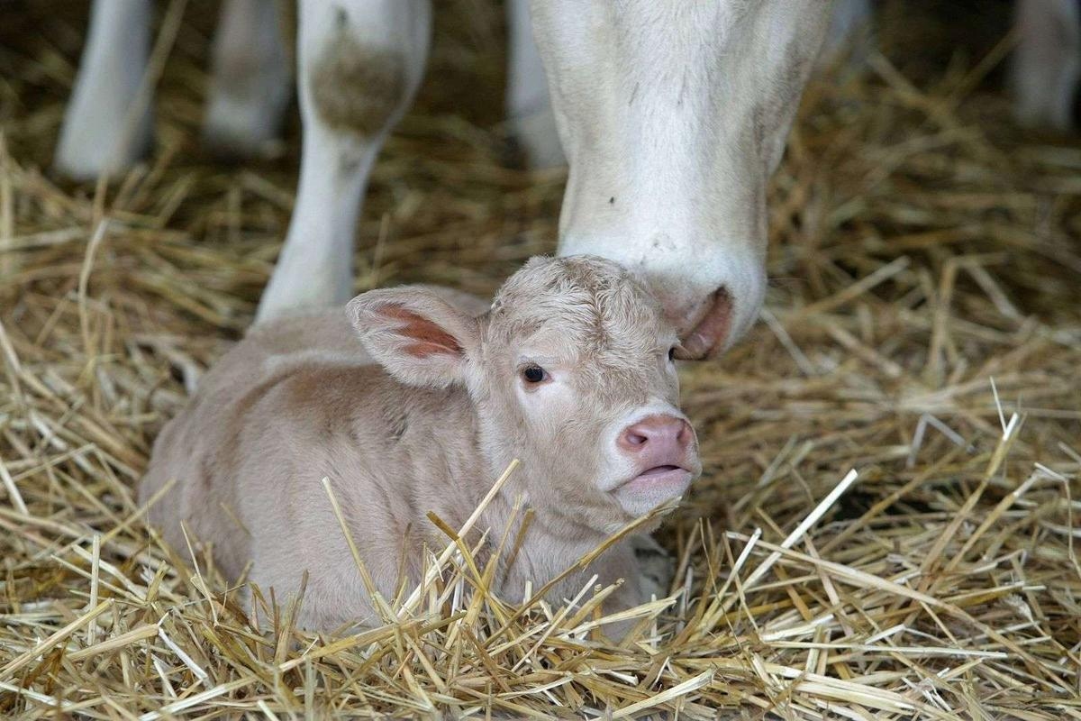 «Мы убили твою мать»: четверо подростков перерезали горло корове и зарезали её теленка, а затем опубликовали фотографии в социальных сетях.