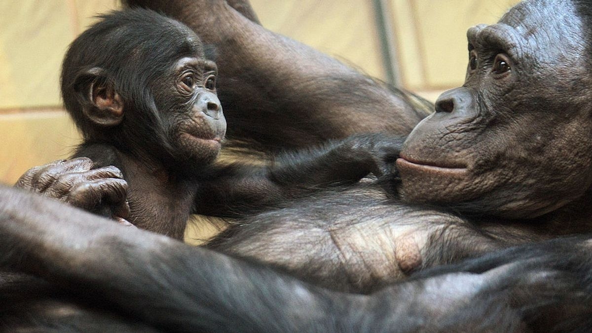 Gli animali parlano: il sistema legale ascolterà?