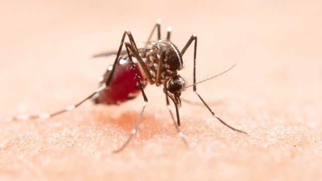 Chikungunya ateşi: Ruslar bundan korkmalı mı? Bir uzman açıklıyor.