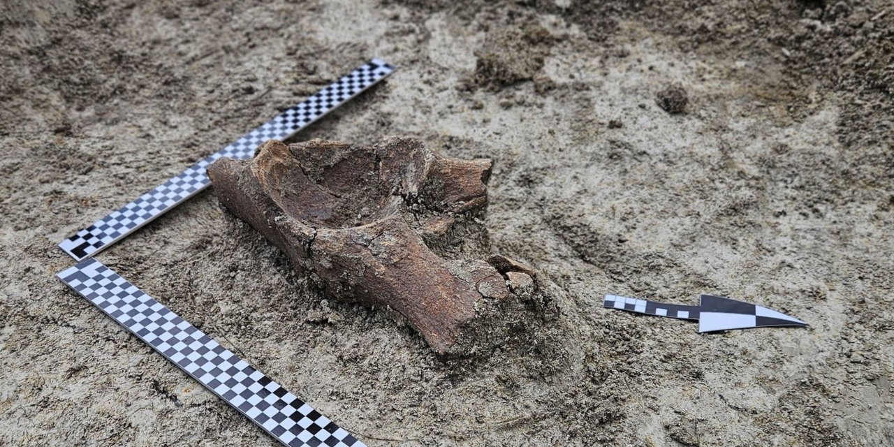 Ice Age mammoth remains found in Poland