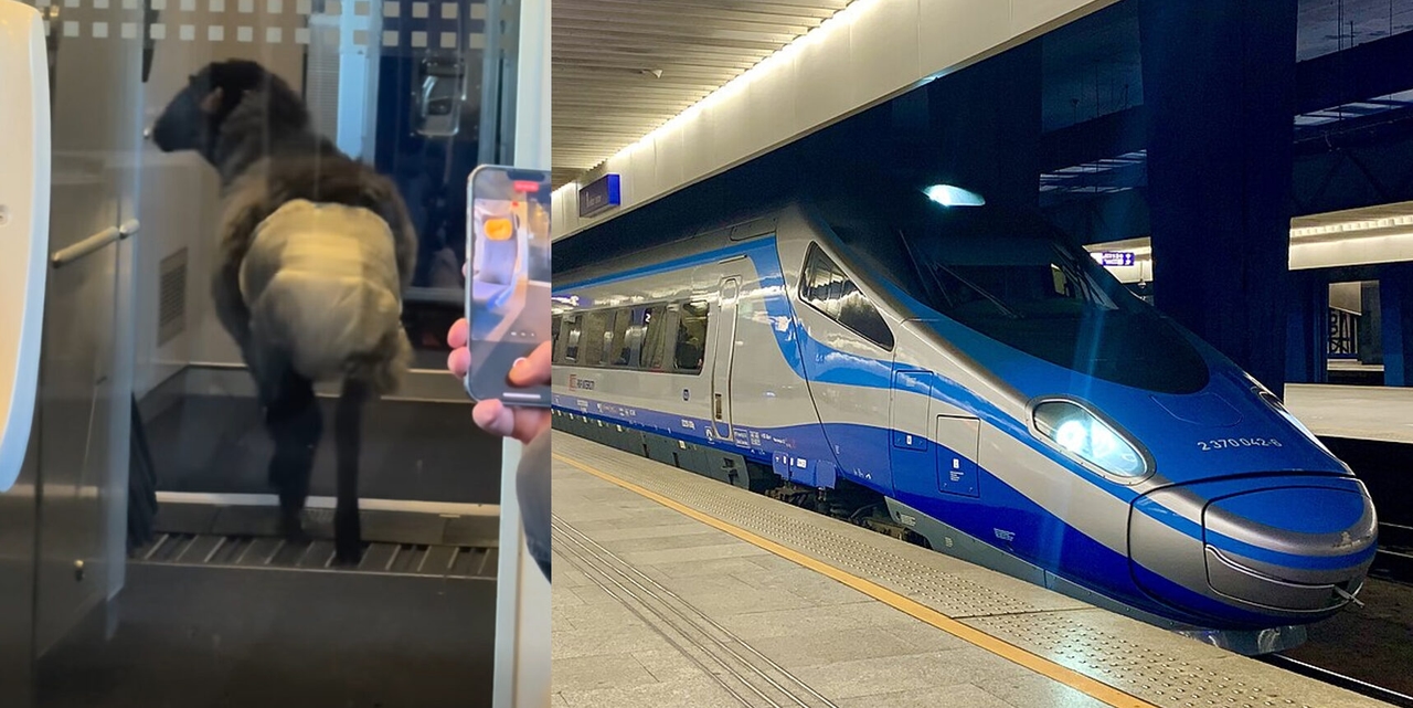 Polonya'da yüksek hızlı trenlerde bezli koyun görüldü