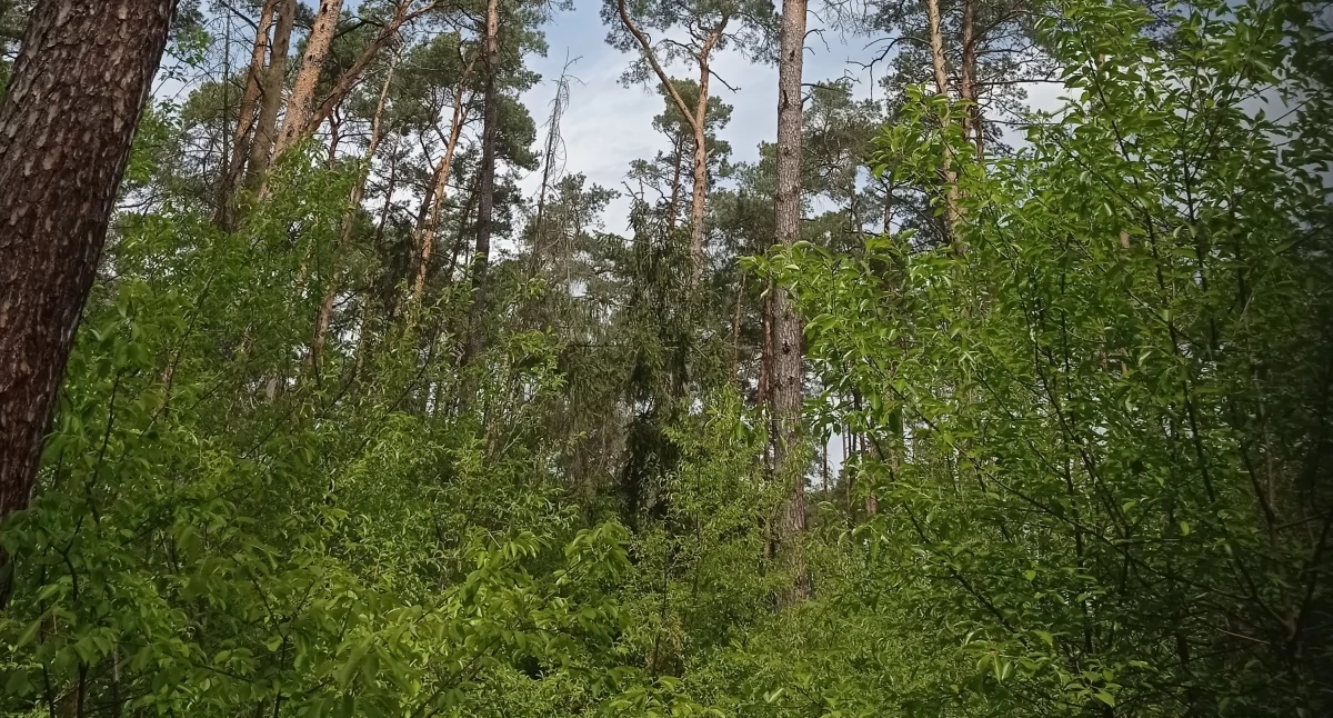 Landscape audit. Local social organizations submitted applications for the project
