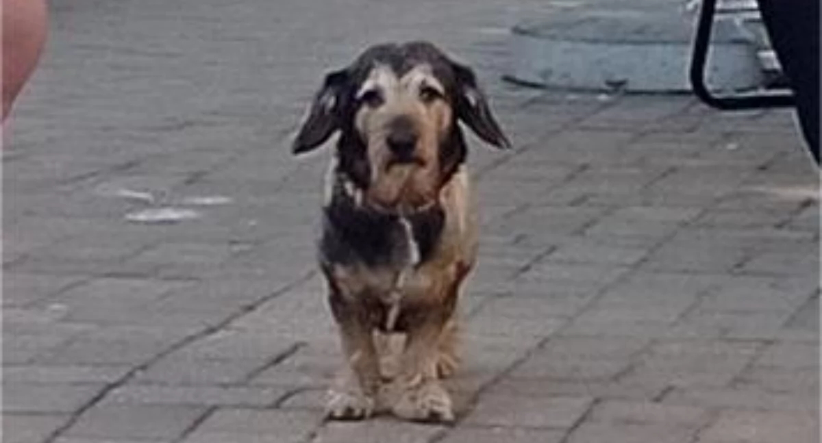 Doggie weekend and Dogfrisbee competition in Trzebnica