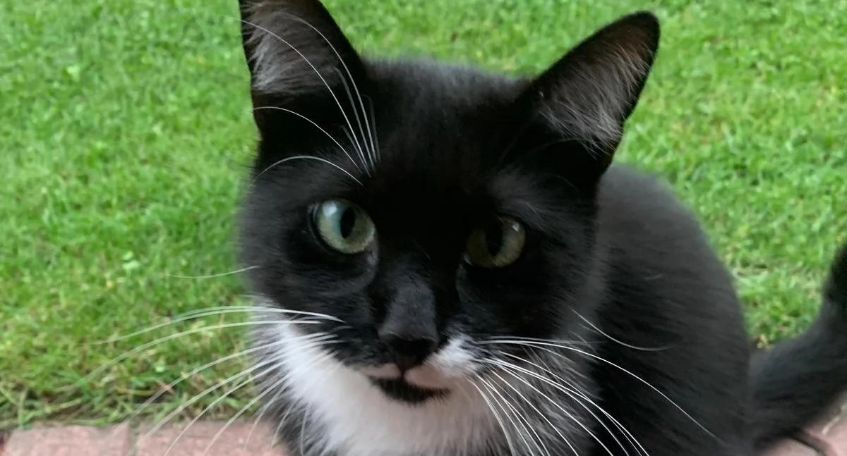 Waar zijn de katten? Ze vangen dieren die een baasje hebben, en de bewoners willen hun harige metgezellen terug.