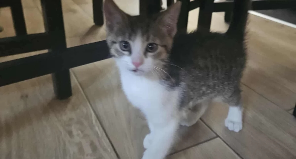 ¡Pequeño gatito busca un hogar!