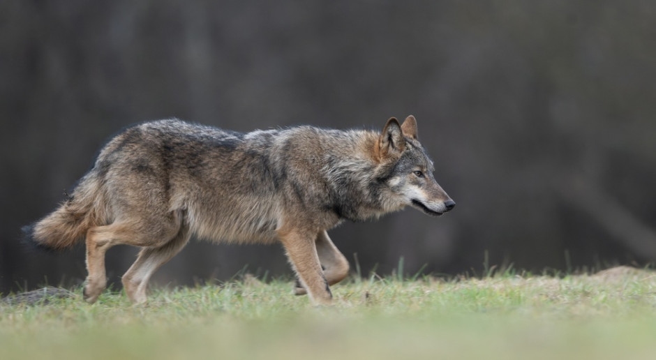 Samorządy dostały zgodę. Płoszenie wilków tylko na specjalnych zasadach