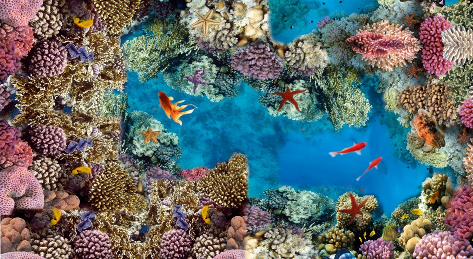The Great Barrier Reef is in serious trouble. It's never been this bad.