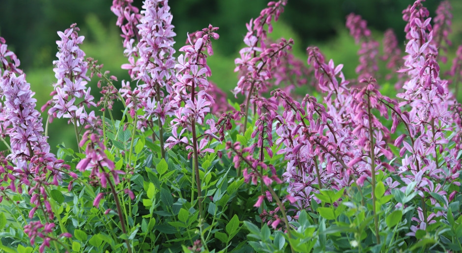 Spontaneous combustion is a myth. But this popular garden plant really does sting. Traces last for years.