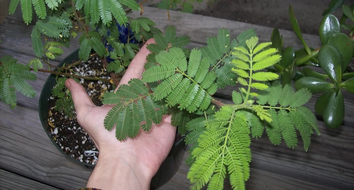 La planta brasileña jurema preta es eficaz para combatir la depresión. “Tenemos pacientes que han mostrado una mejoría significativa”