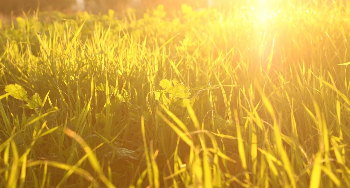 La luz del día estimula nuestros glóbulos blancos y fortalece la inmunidad.