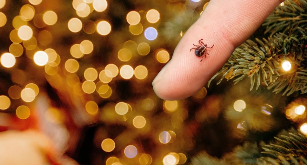 Niespodziewani goście na święta. Można przynieść do domu z choinką