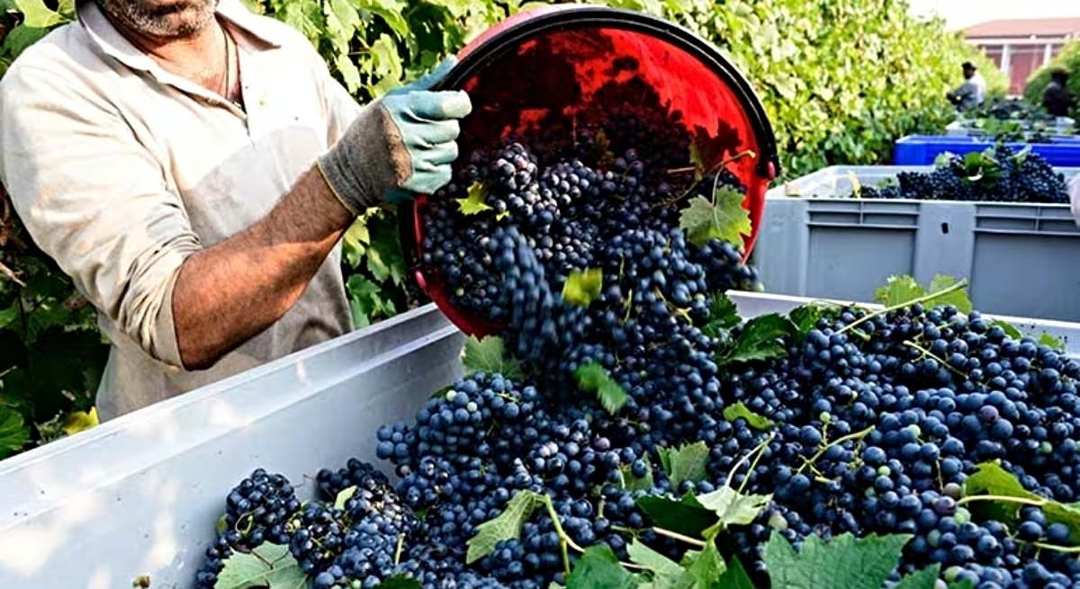 The harvest arrives with 116,400 hectares less due to inclement weather.