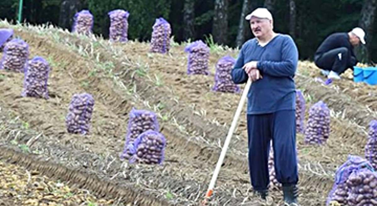 "Patates yersek kilo veremeyiz": Lukaşenko'nun halka patates yemeyin çağrısının ardından Belarus'ta panik atak yaşandı.